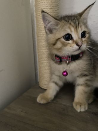 ❤️Zwei Tieger Kitten suchen neues Zuhause ❤️