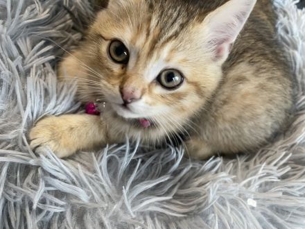 ❤️Zwei Tieger Kitten suchen neues Zuhause ❤️