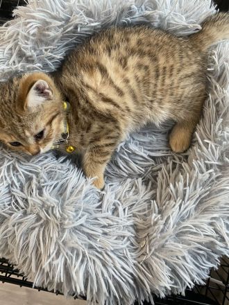 ❤️Zwei Tieger Kitten suchen neues Zuhause ❤️