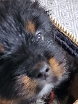 Superliebes Hundemädchen