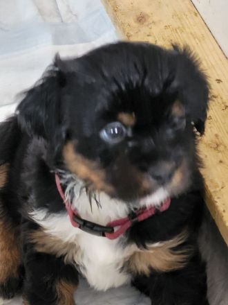 Superliebes Hundemädchen