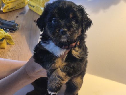 Superliebes Hundemädchen