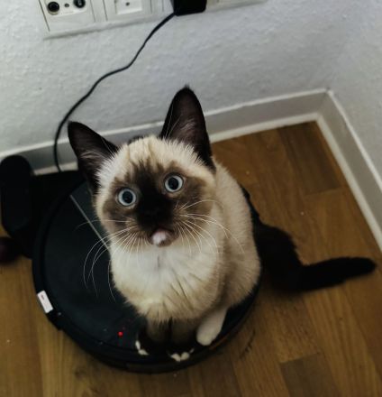 Drei liebevolle Ragdoll Kätzchen bereit für ein neues Zuhause