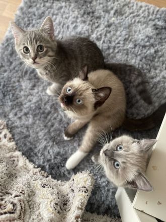 Drei liebevolle Ragdoll Kätzchen bereit für ein neues Zuhause