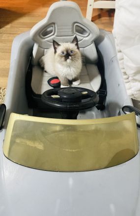 Drei liebevolle Ragdoll Kätzchen bereit für ein neues Zuhause