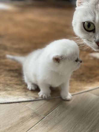 Britisch Kurzhaar Silver Saded (BKH) Kitten