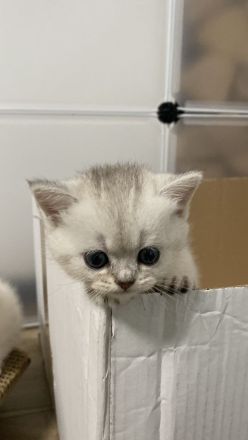 Britisch Kurzhaar Silver Saded (BKH) Kitten