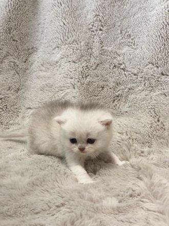 Britisch Kurzhaar Silver Saded (BKH) Kitten