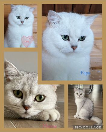 Britisch Kurzhaar Silver Saded (BKH) Kitten