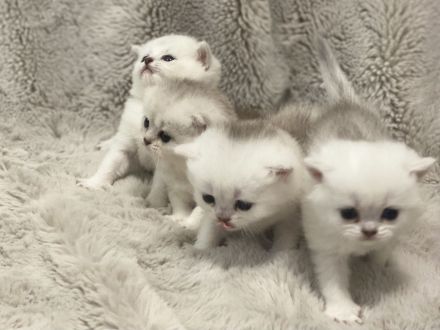 Britisch Kurzhaar Silver Saded (BKH) Kitten