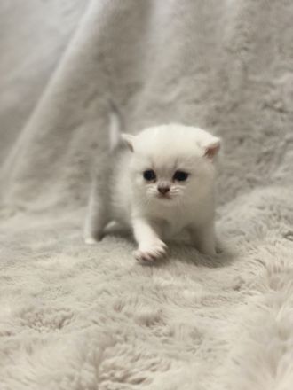 Britisch Kurzhaar Silver Saded (BKH) Kitten