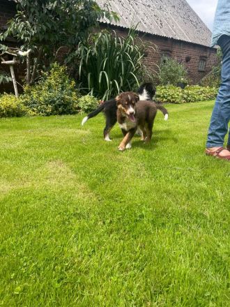 Australian Sheperd Welpen zu verkaufen