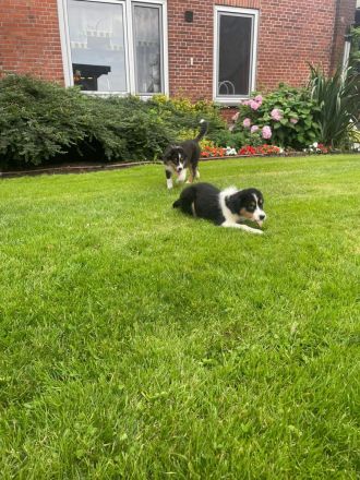 Australian Sheperd Welpen zu verkaufen