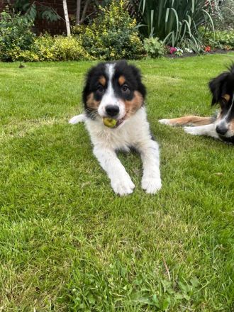 Australian Sheperd Welpen zu verkaufen