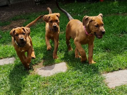 Wunderschöne Welpen aus Top  Verpaarung