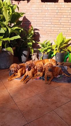 Wunderschöne Welpen aus Top  Verpaarung