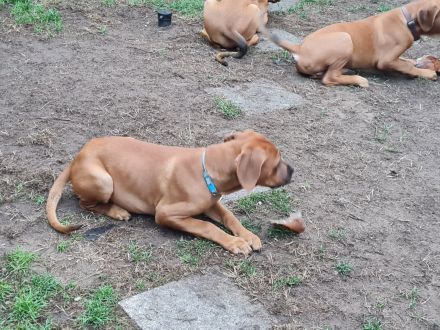 Wunderschöne Welpen aus Top  Verpaarung