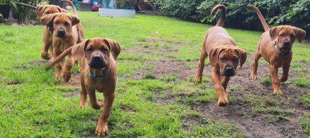 Wunderschöne Welpen aus Top  Verpaarung