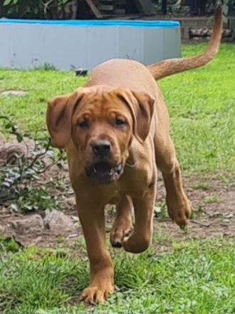 Wunderschöne Welpen aus Top  Verpaarung