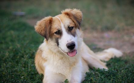 Liebevolles zu Hause für Jackson gesucht