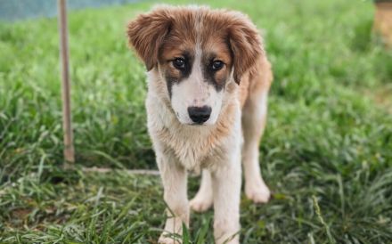 Liebevolles zu Hause für Jackson gesucht