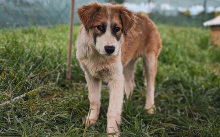 Liebevolles zu Hause für Jackson gesucht