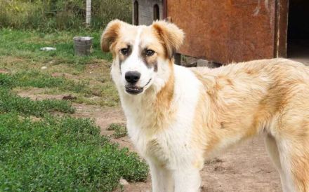 Liebevolles zu Hause für Jackson gesucht