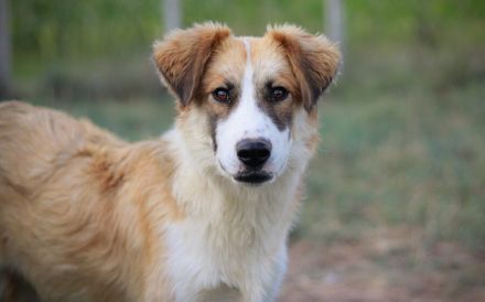 Liebevolles zu Hause für Jackson gesucht