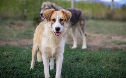 Liebevolles zu Hause für Jackson gesucht