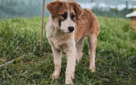 Liebevolles zu Hause für Jackson gesucht