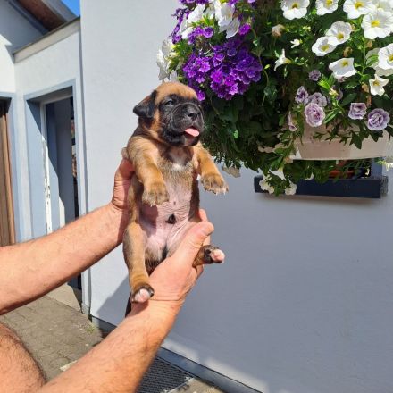 Reinrassige Boxerwelpen aus liebevoller Hobbyzucht-abzugeben ab Ende Juli