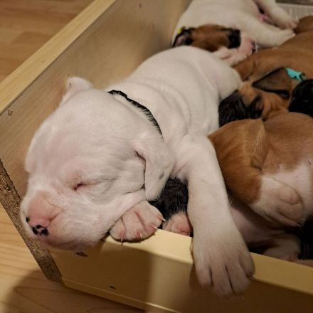Reinrassige Boxerwelpen aus liebevoller Hobbyzucht-abzugeben ab Ende Juli