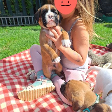 Reinrassige Boxerwelpen aus liebevoller Hobbyzucht-abzugeben ab Ende Juli