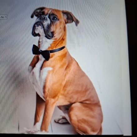 Reinrassige Boxerwelpen aus liebevoller Hobbyzucht-abzugeben ab Ende Juli