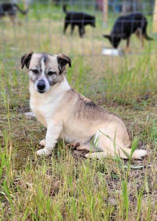 Chica, Gnadenplatz gesucht, zu Menschen lieb, möchte Einzelprinzessin sein