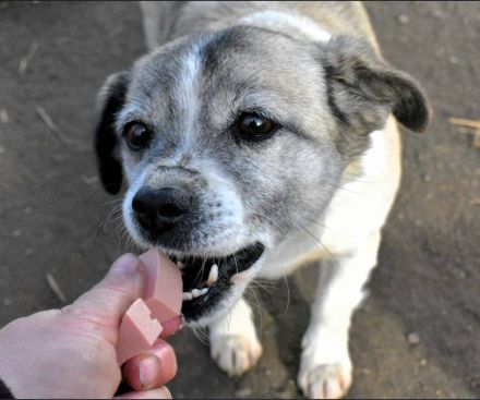 Chica, Gnadenplatz gesucht, zu Menschen lieb, möchte Einzelprinzessin sein
