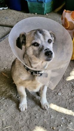 Chica, Gnadenplatz gesucht, zu Menschen lieb, möchte Einzelprinzessin sein