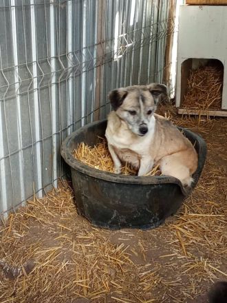 Chica, Gnadenplatz gesucht, zu Menschen lieb, möchte Einzelprinzessin sein