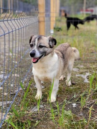 Chica, Gnadenplatz gesucht, zu Menschen lieb, möchte Einzelprinzessin sein