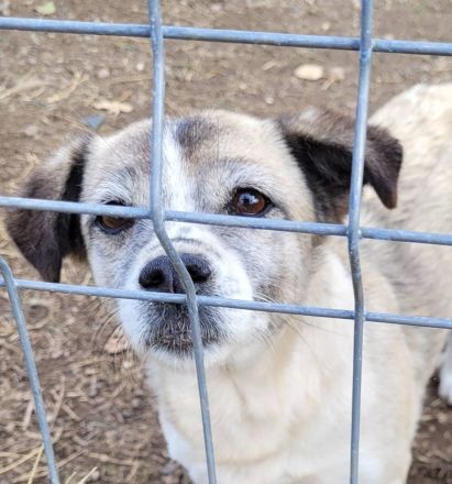 Chica, Gnadenplatz gesucht, zu Menschen lieb, möchte Einzelprinzessin sein