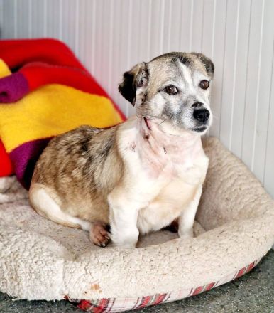 Chica, Gnadenplatz gesucht, zu Menschen lieb, möchte Einzelprinzessin sein