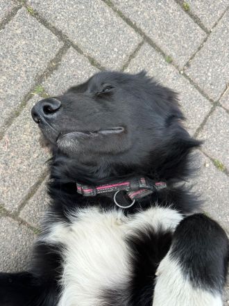DRINGEND: Liebevoller Schäferhund/Collie-Mix (7 Monate) sucht besten Freund!