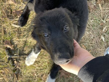 DRINGEND: Liebevoller Schäferhund/Collie-Mix (7 Monate) sucht besten Freund!