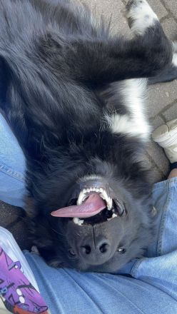 DRINGEND: Liebevoller Schäferhund/Collie-Mix (7 Monate) sucht besten Freund!