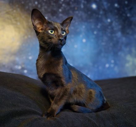 Reinrassige OKH/SIA Orientalisch Kurzhaar Kitten Ebony, Bicolor & Foreign White