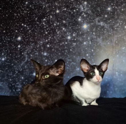 Reinrassige OKH/SIA Orientalisch Kurzhaar Kitten Ebony, Bicolor & Foreign White