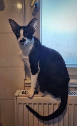 Reinrassige OKH/SIA Orientalisch Kurzhaar Kitten Ebony, Bicolor & Foreign White