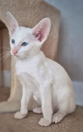 Reinrassige OKH/SIA Orientalisch Kurzhaar Kitten Ebony, Bicolor & Foreign White