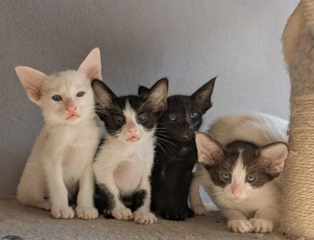 Reinrassige OKH/SIA Orientalisch Kurzhaar Kitten Ebony, Bicolor & Foreign White