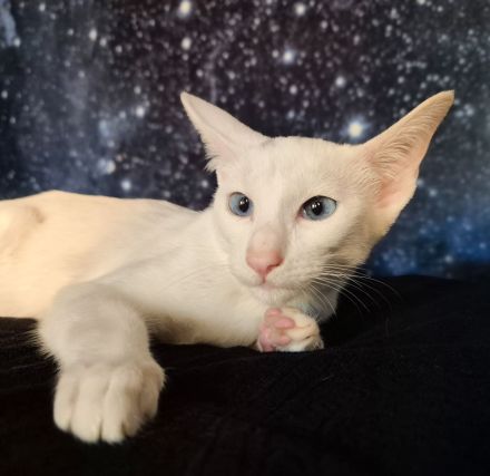 Reinrassige OKH/SIA Orientalisch Kurzhaar Kitten Ebony, Bicolor & Foreign White